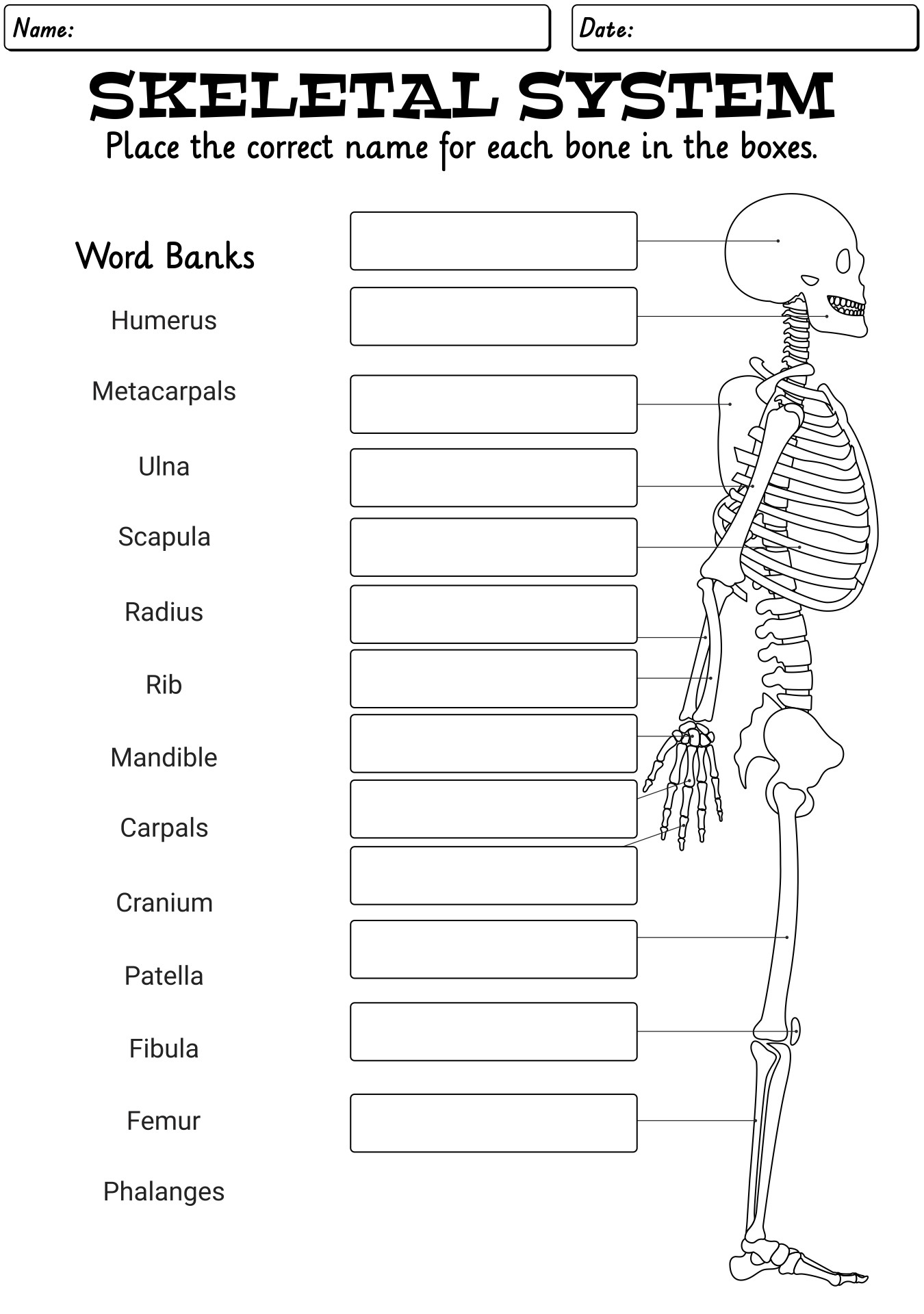 13 Skeleton Bones Labeled Worksheets Free PDF At Worksheeto 13 Skeleton Bones Labeled Worksheets Free PDF At Worksheeto