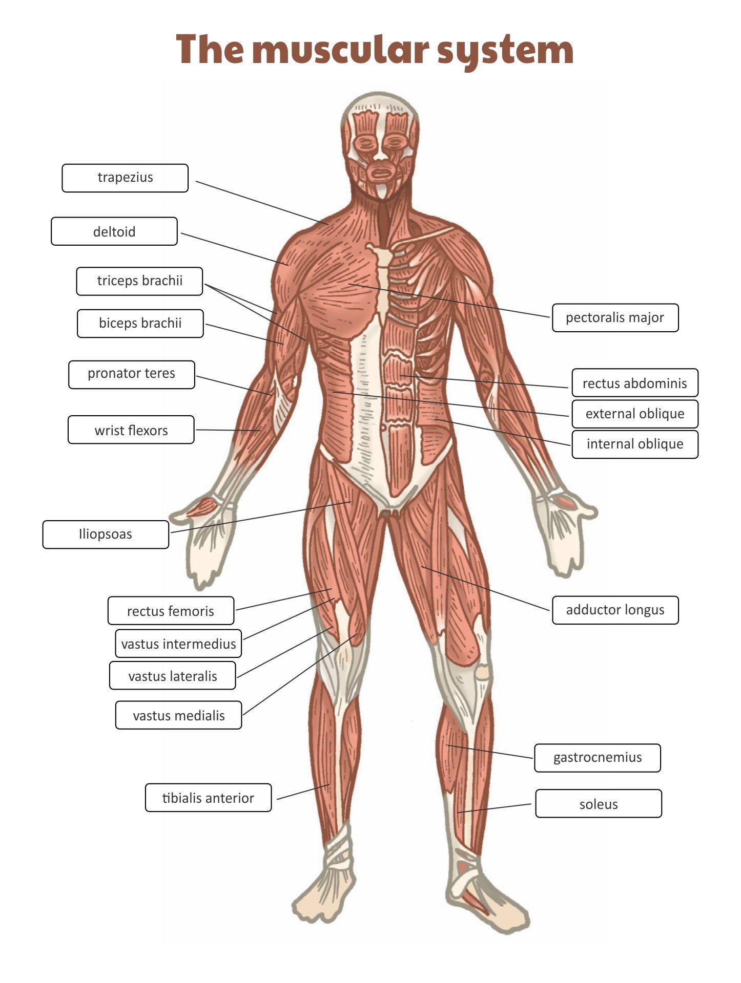 60 Free Printable Worksheet On Muscular System WorksheetZone 