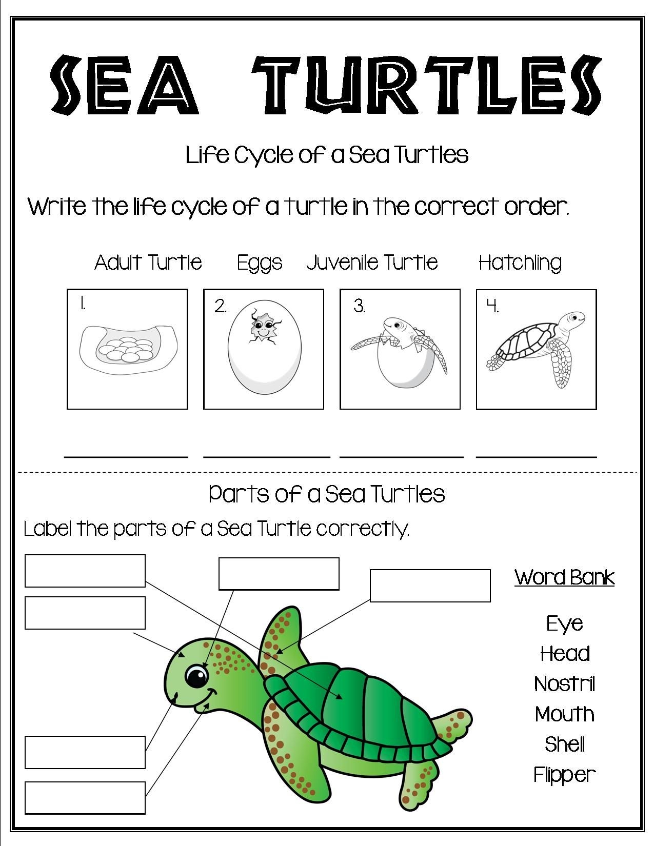 All About Sea Turtles Turtle Life Cycle Sea Turtle Life Cycle Worksheets Library