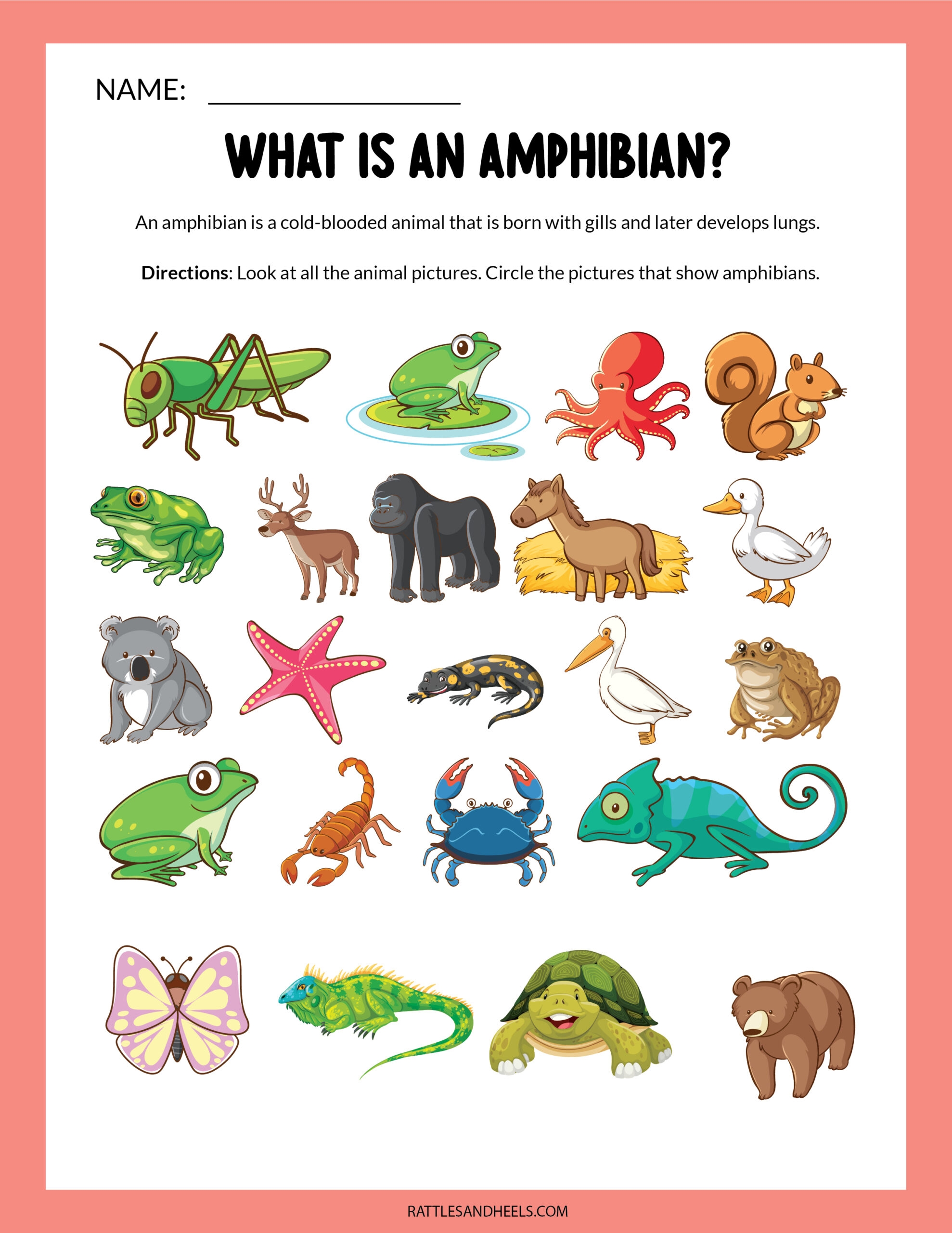 Amphibians Worksheets For Kids Free Printables Adanna Dill