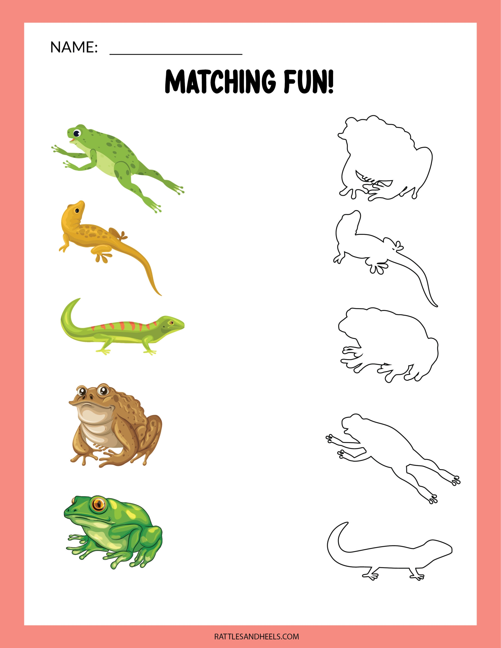 Amphibians Worksheets For Kids Free Printables Adanna Dill