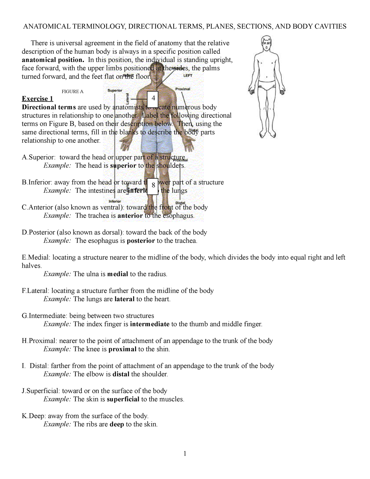 Anatomical Terminology Worksheet ANATOMICAL TERMINOLOGY Worksheets Library