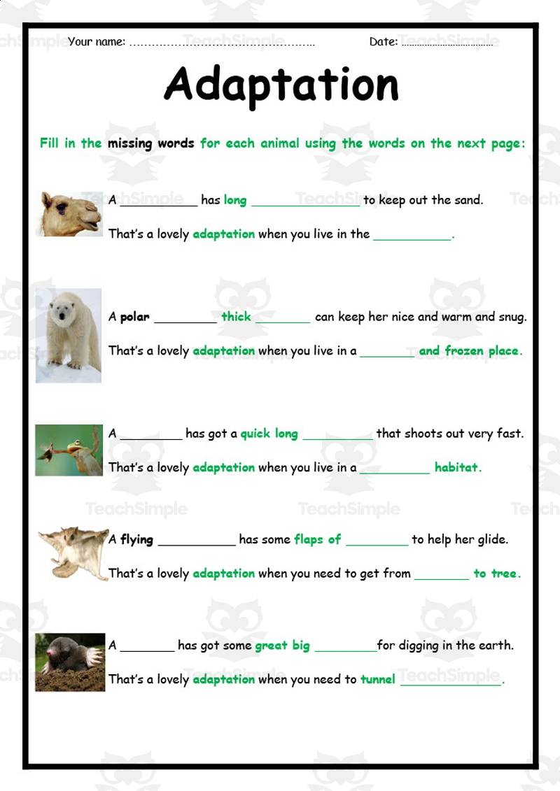 Animal Adaptations Worksheet