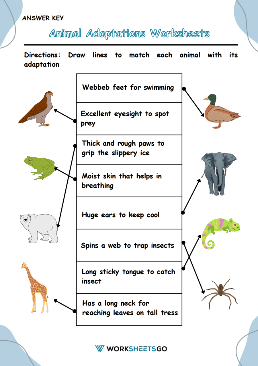 Animal Adaptations Worksheets WorksheetsGO