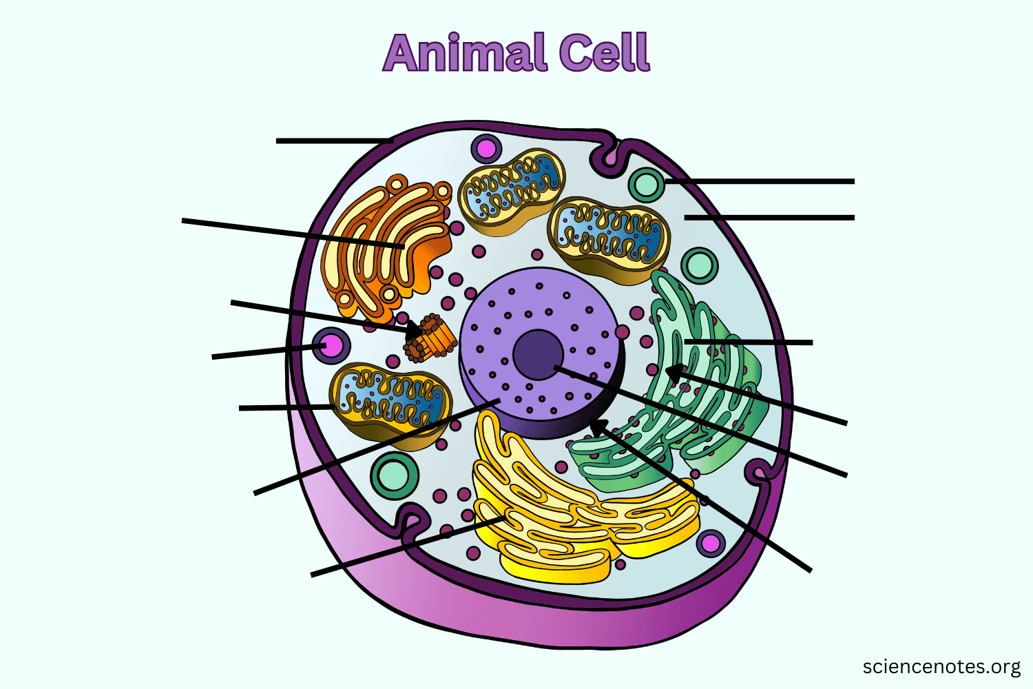 Free Printable Worksheet Simple Animal Cell Free Printable Worksheet Simple Animal Cell