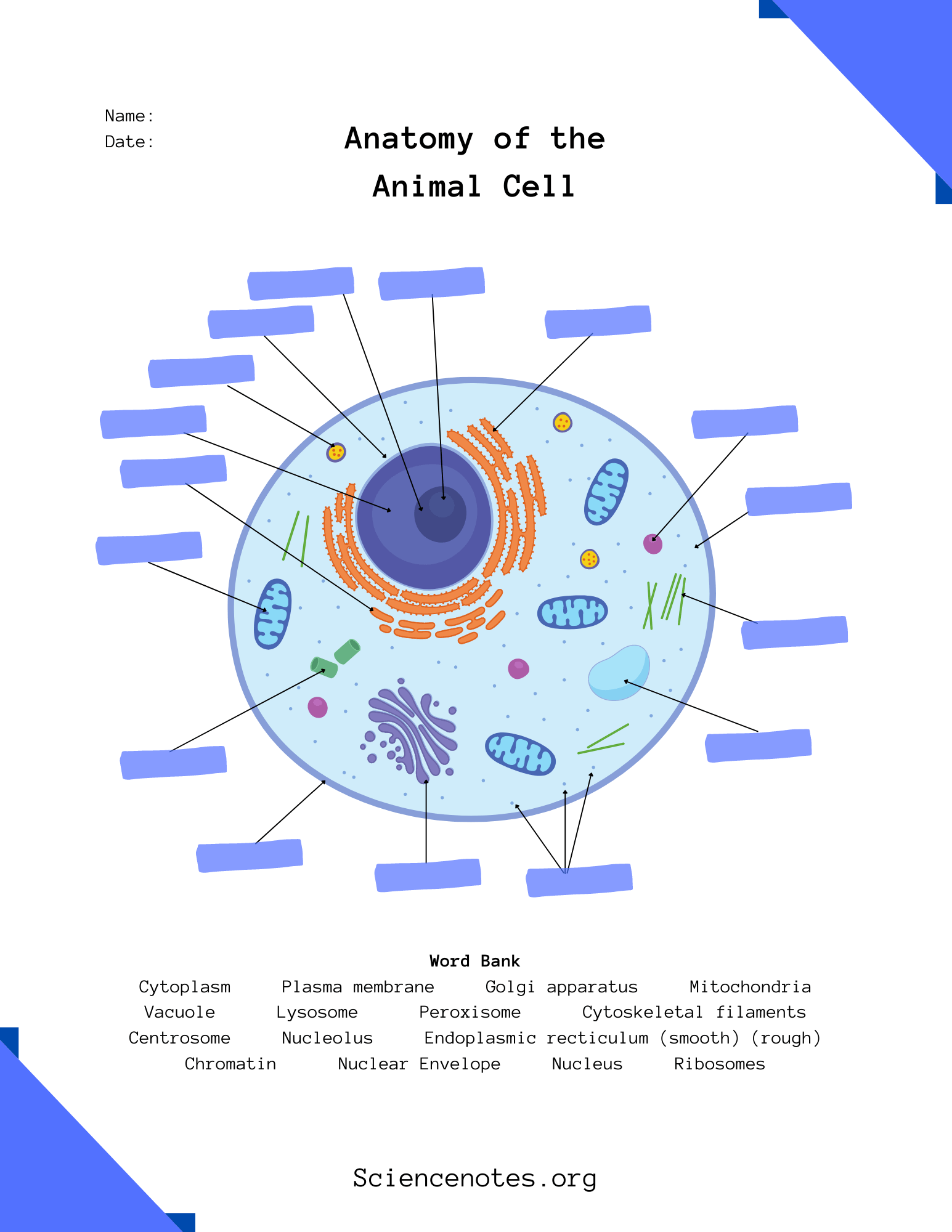 Animal Cell Diagram Organelles And Characteristics