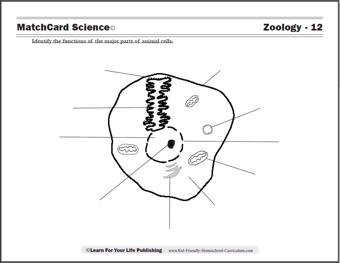 Free Printable Worksheets On Animal Cells Free Printable Worksheets On Animal Cells