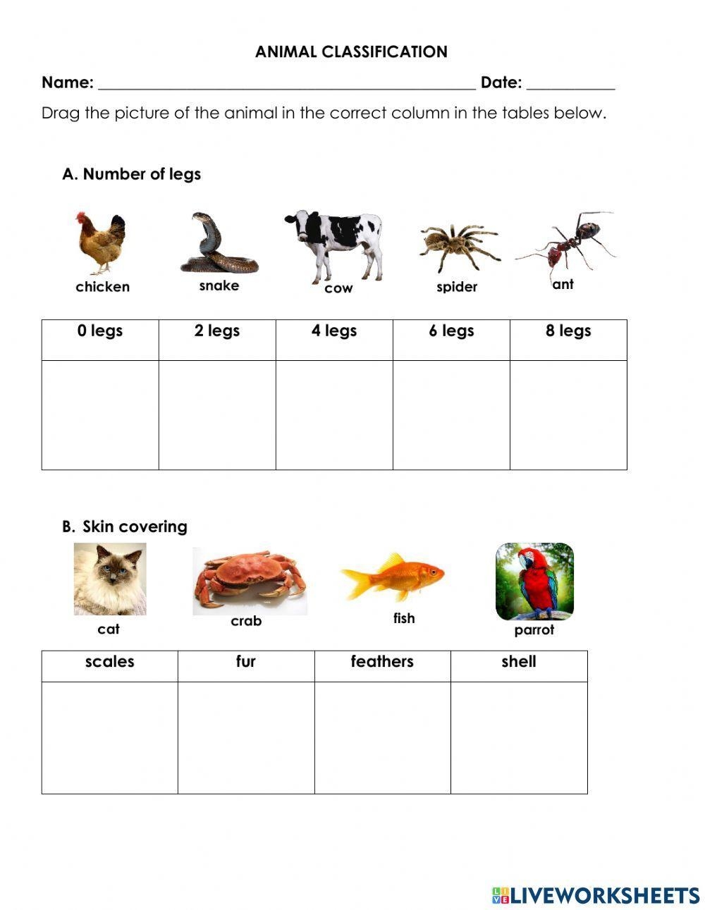 Animal Classifications Worksheet Learn And Explore Animal Diversity