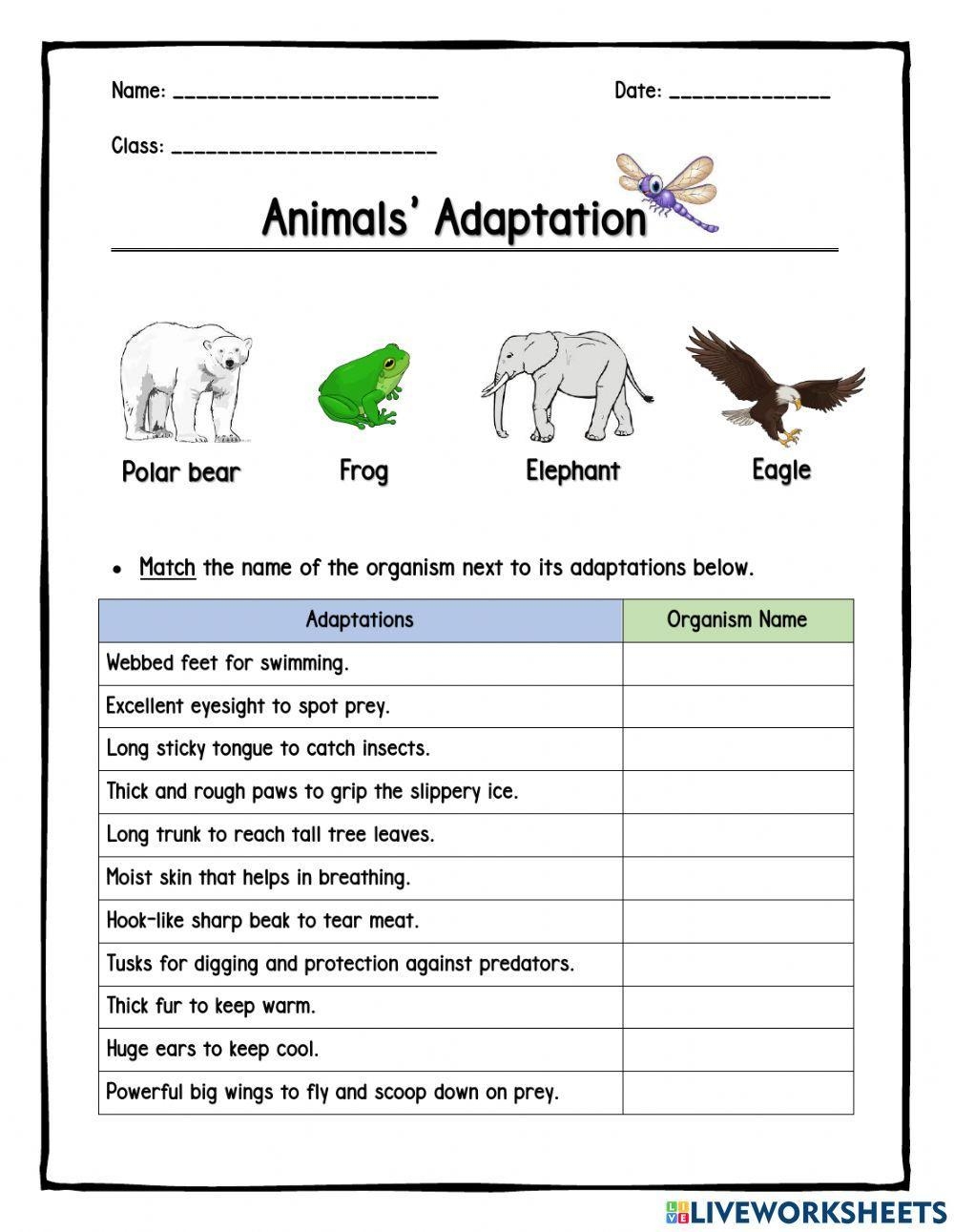 Animals Adaptations Live Worksheets Worksheets Library