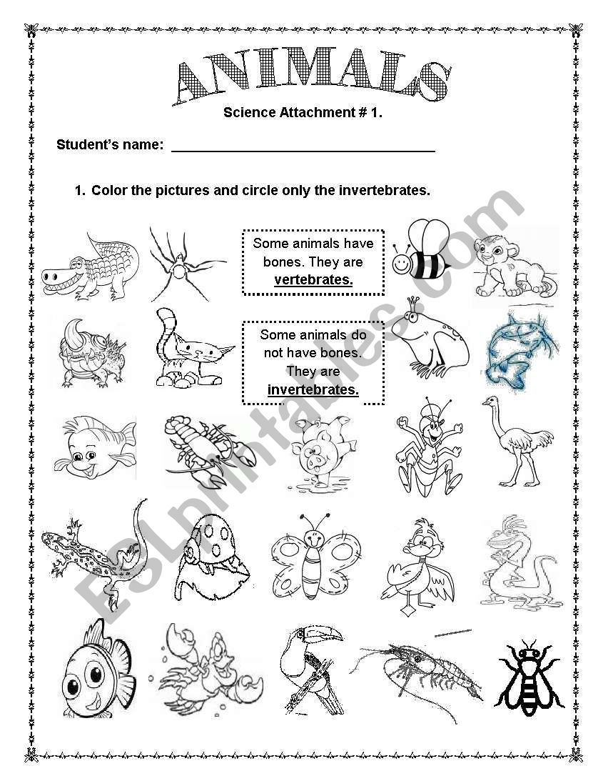 ANIMALS Vertebrates And Invertebrates ESL Worksheet By LPERECITA Worksheets Library