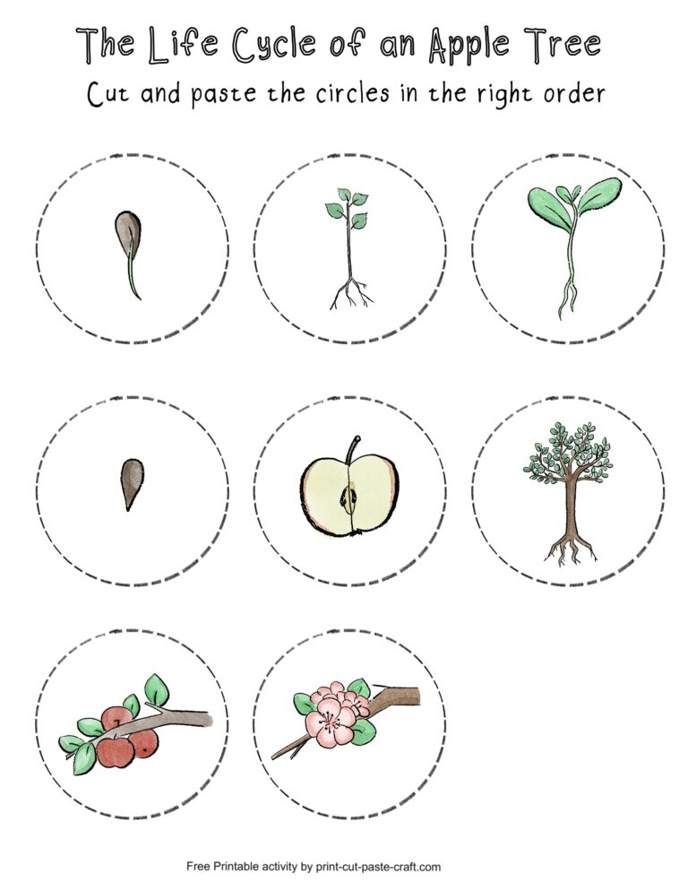 Apple Tree Life Cycle Free Printable Learning Activity Print Cut Paste Craft 