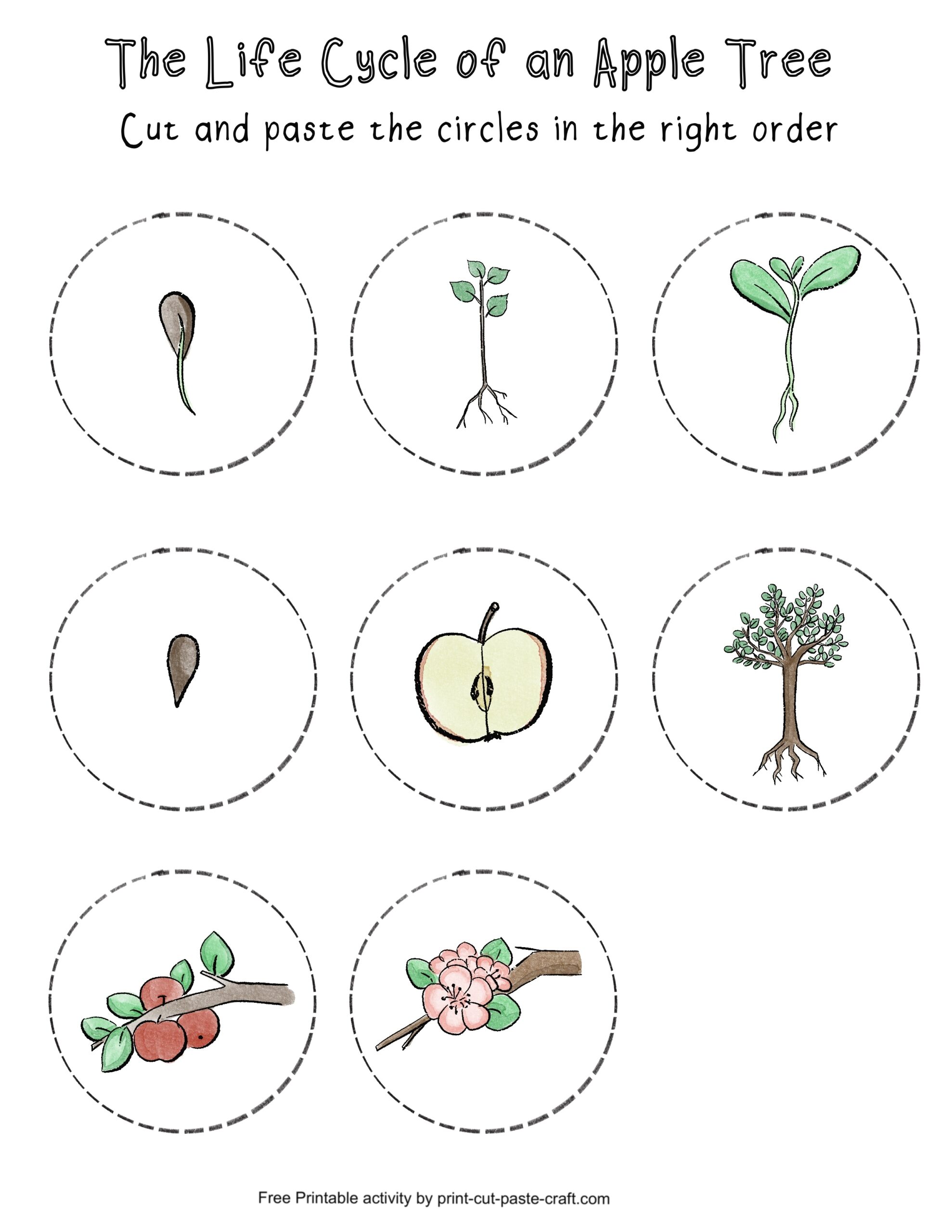 Apple Tree Life Cycle Free Printable Learning Activity Print Cut Paste Craft 