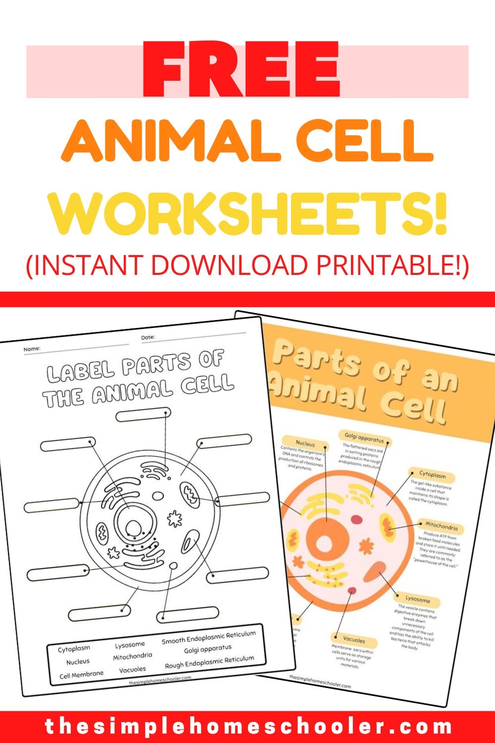 Best Free Animal Cell Worksheets With Answers U0026 Easy Print The Simple Homeschooler Best Free Animal Cell Worksheets With Answers U0026 Easy Print The Simple Homeschooler