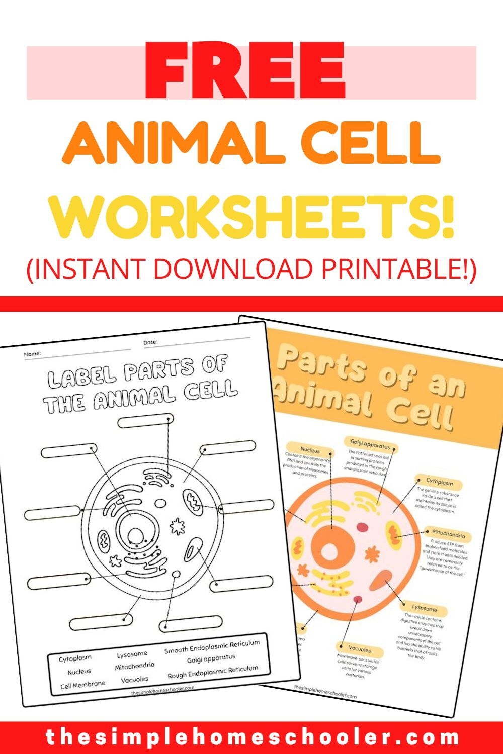Best Free Animal Cell Worksheets With Answers U0026 Easy Print The Simple Homeschooler