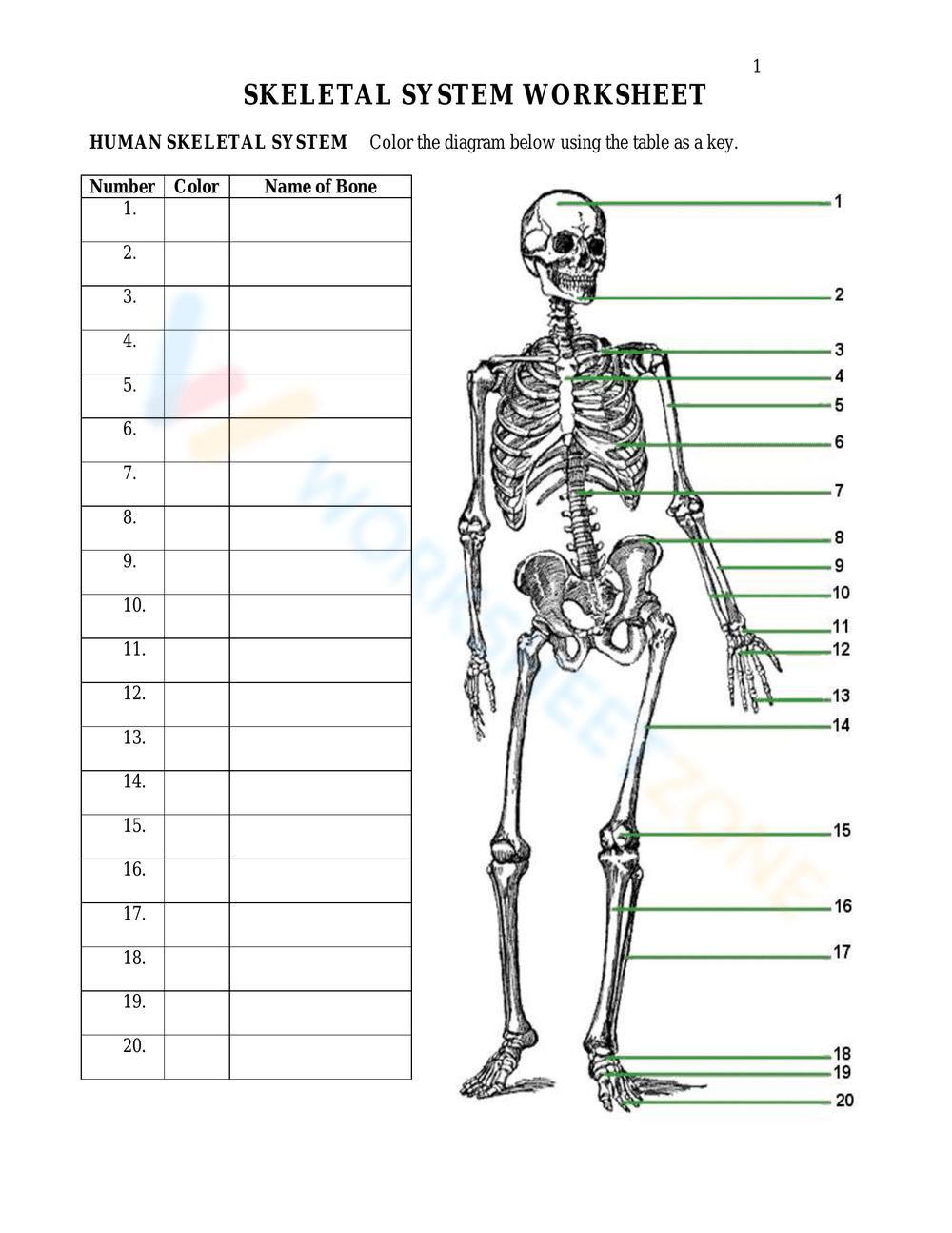 Free Printable Worksheets Bones Body