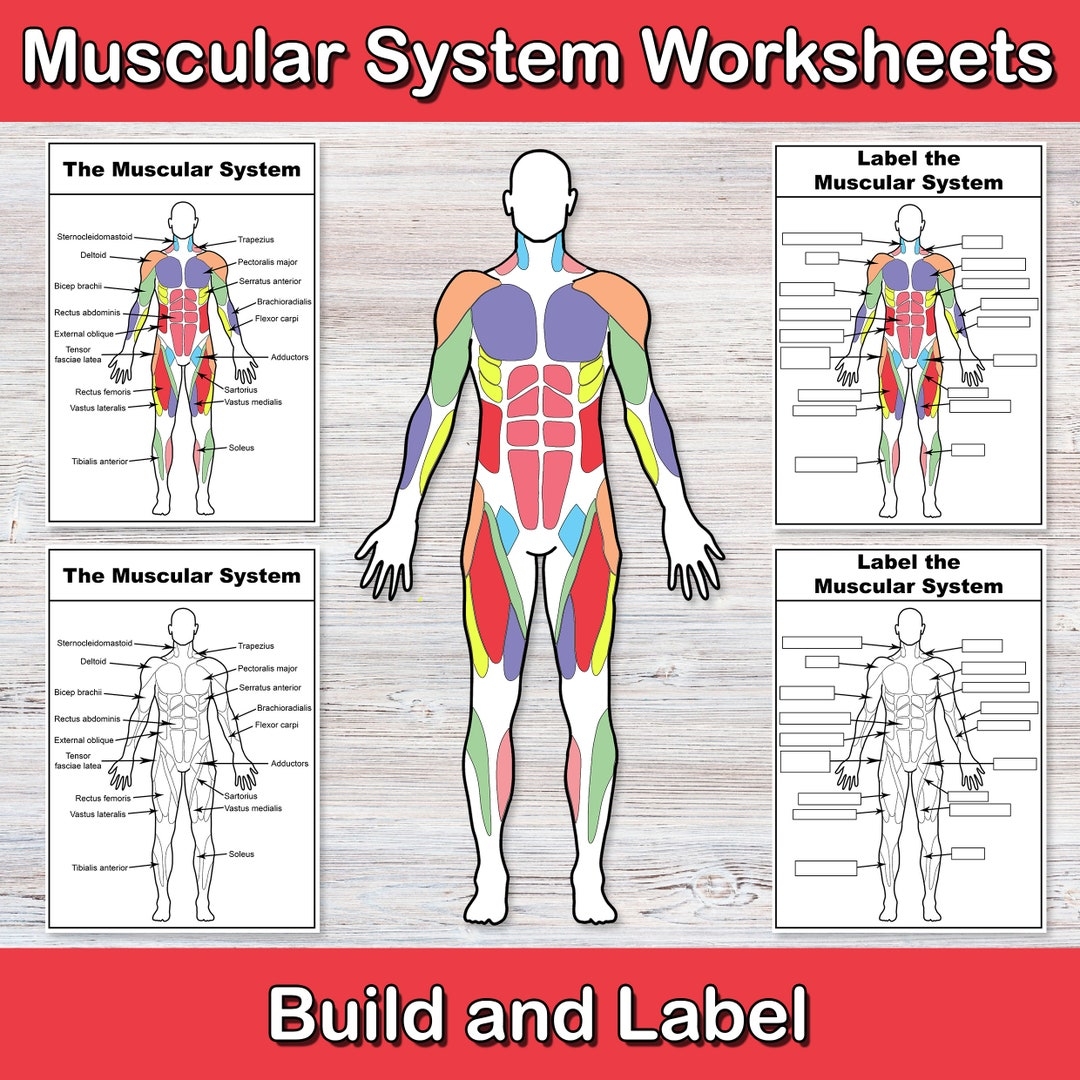 Build And Label The Muscular System Anatomy Worksheets Muscle Activities Human Body Biology For Middle School High School My Body Etsy