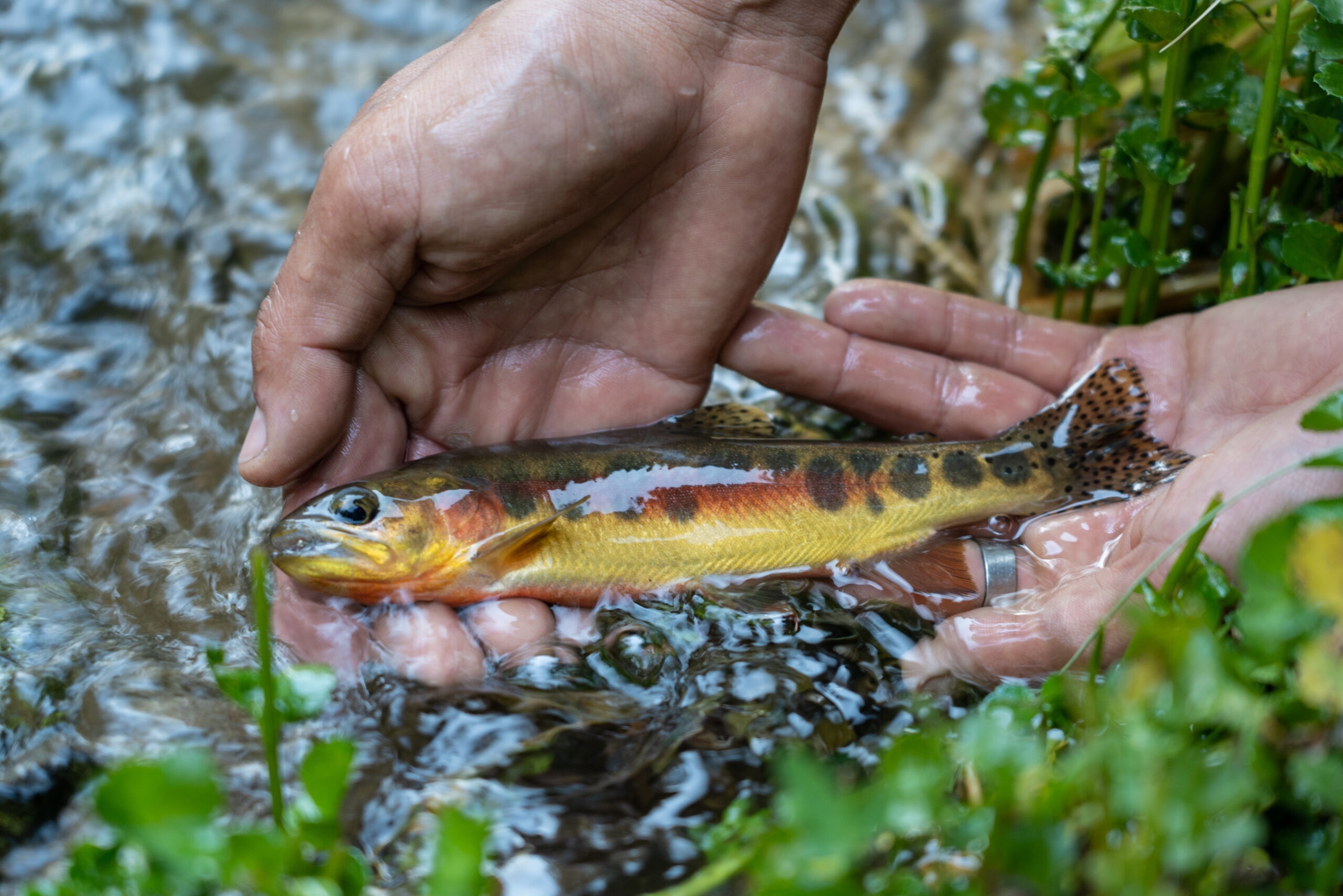 Trout Habitat Reading Comprehension Worksheet