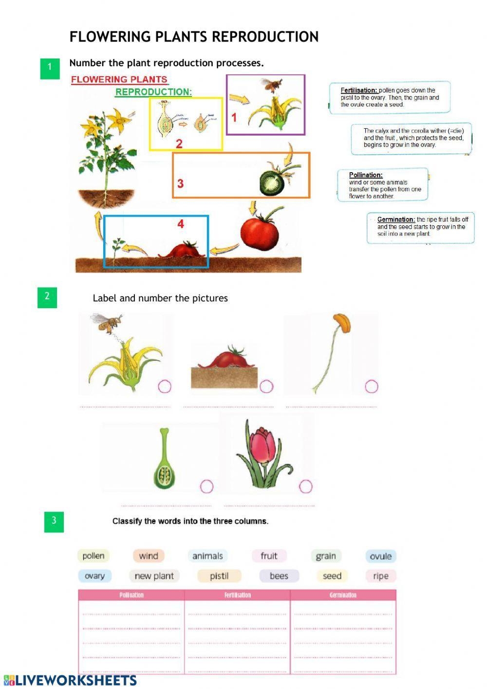 Free Printable Worksheets On Plant Reproduction Free Printable Worksheets On Plant Reproduction