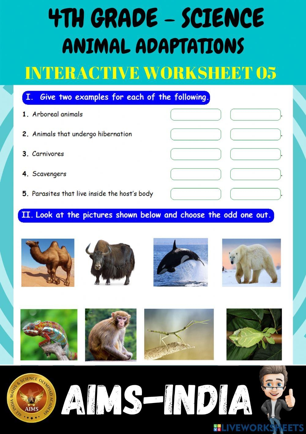 Free Animal Adaptations Worksheet 4th Grade Download Free Animal Adaptations Worksheet 4th Grade Png Images Free Worksheets On Clipart Library