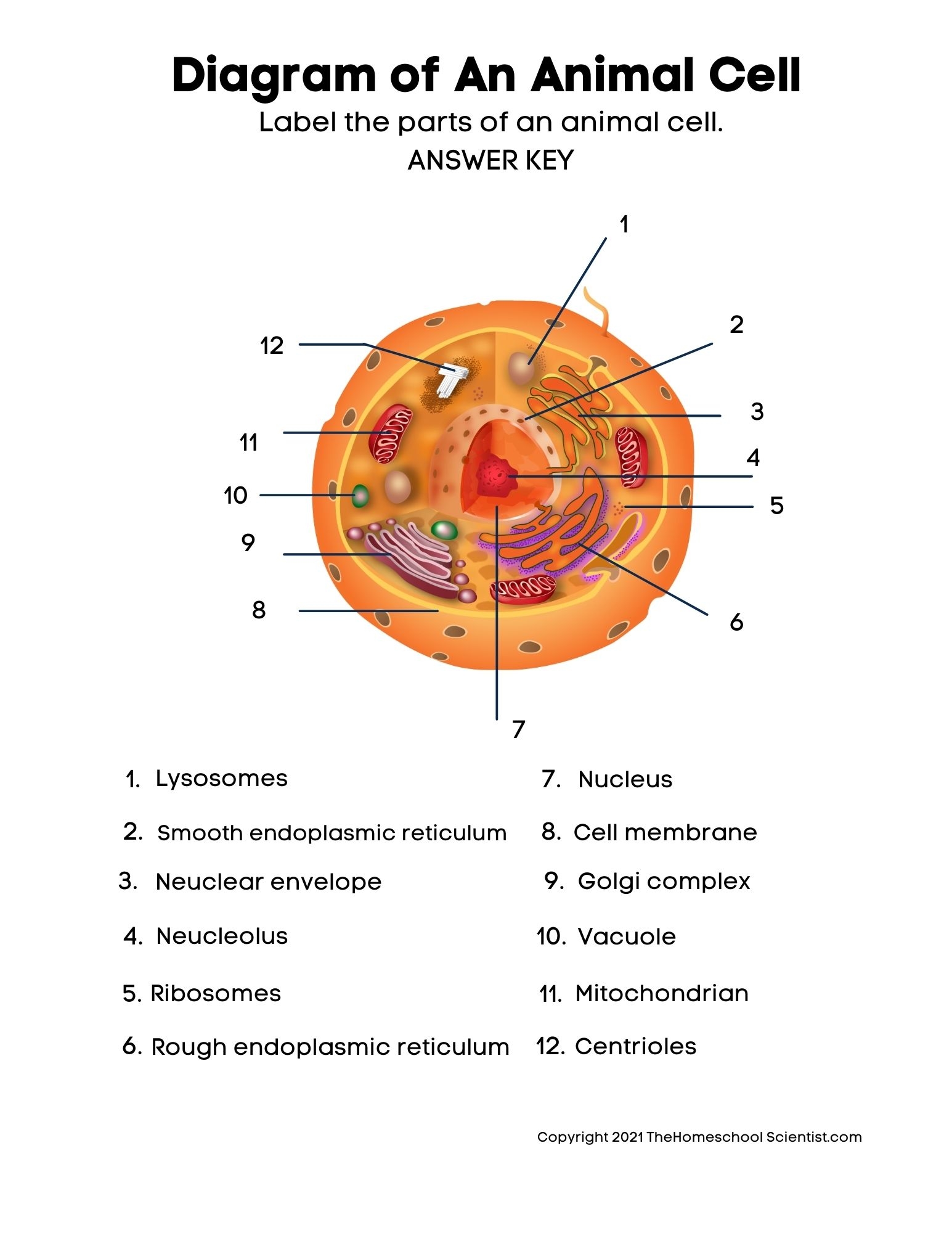 Free Biology Cell Worksheets And Flashcards The Homeschool Scientist Worksheets Library