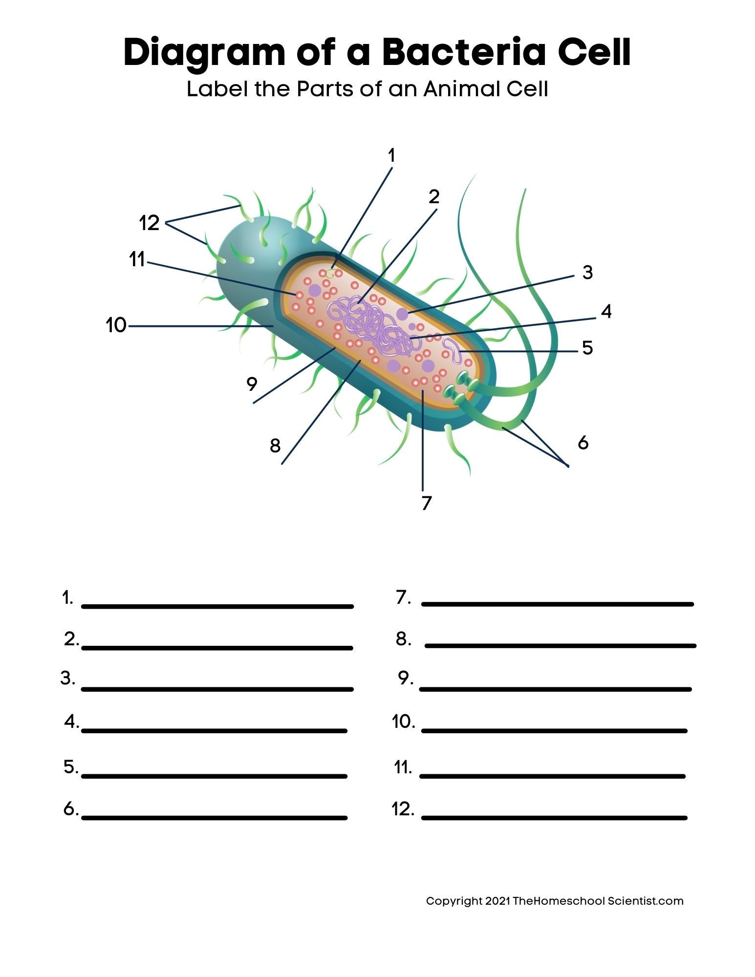 Free Biology Cell Worksheets And Flashcards The Homeschool Scientist Worksheets Library