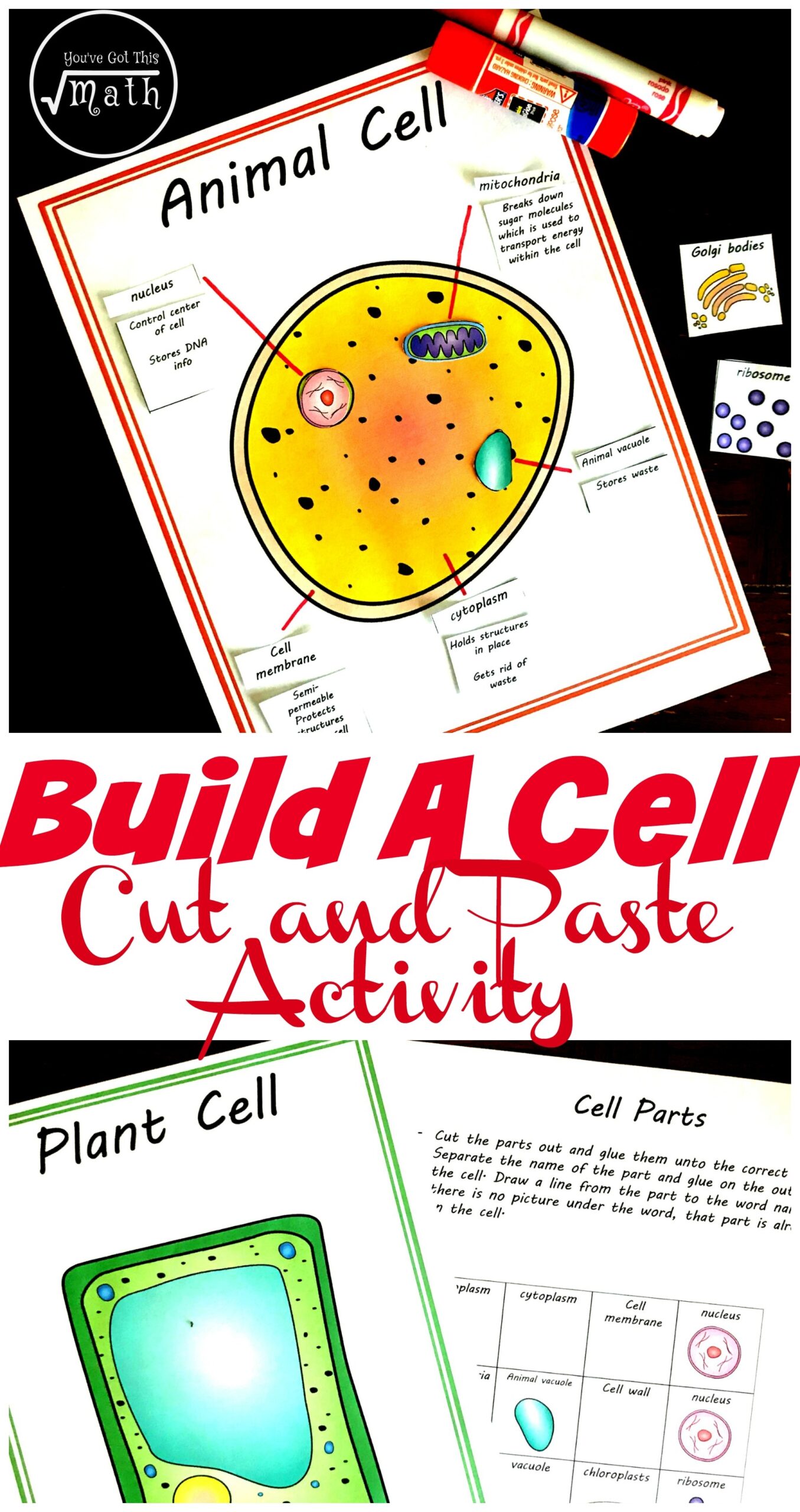 Free Printable Worksheet Animal Cell