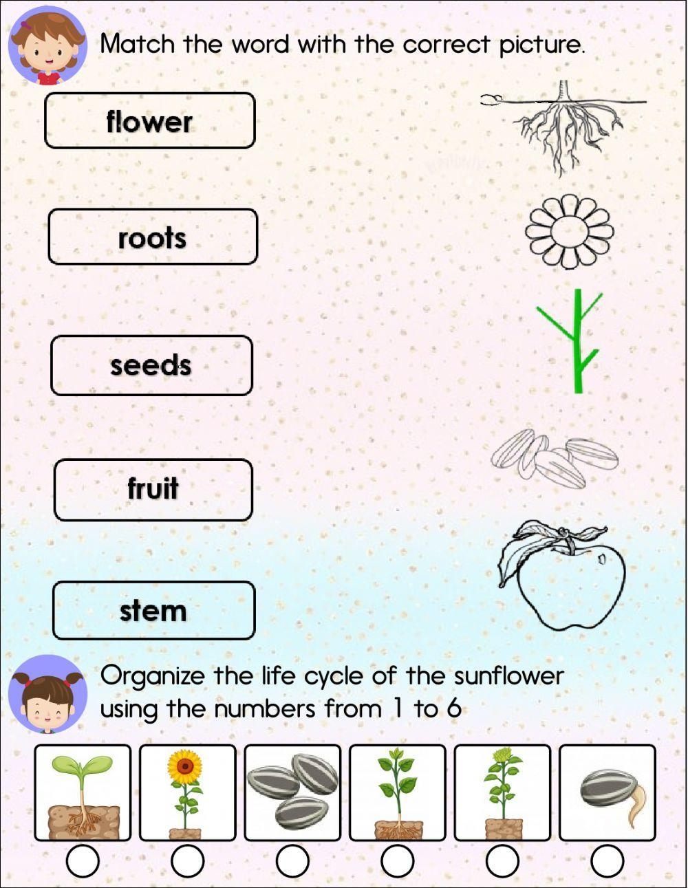 Free First Grade Worksheet For Plant Download Free First Grade Worksheet For Plant Png Images Free Worksheets On Clipart Library