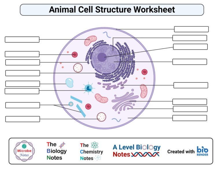 Free Printable U0026 Interactive Animal Cell Worksheets Worksheets Library