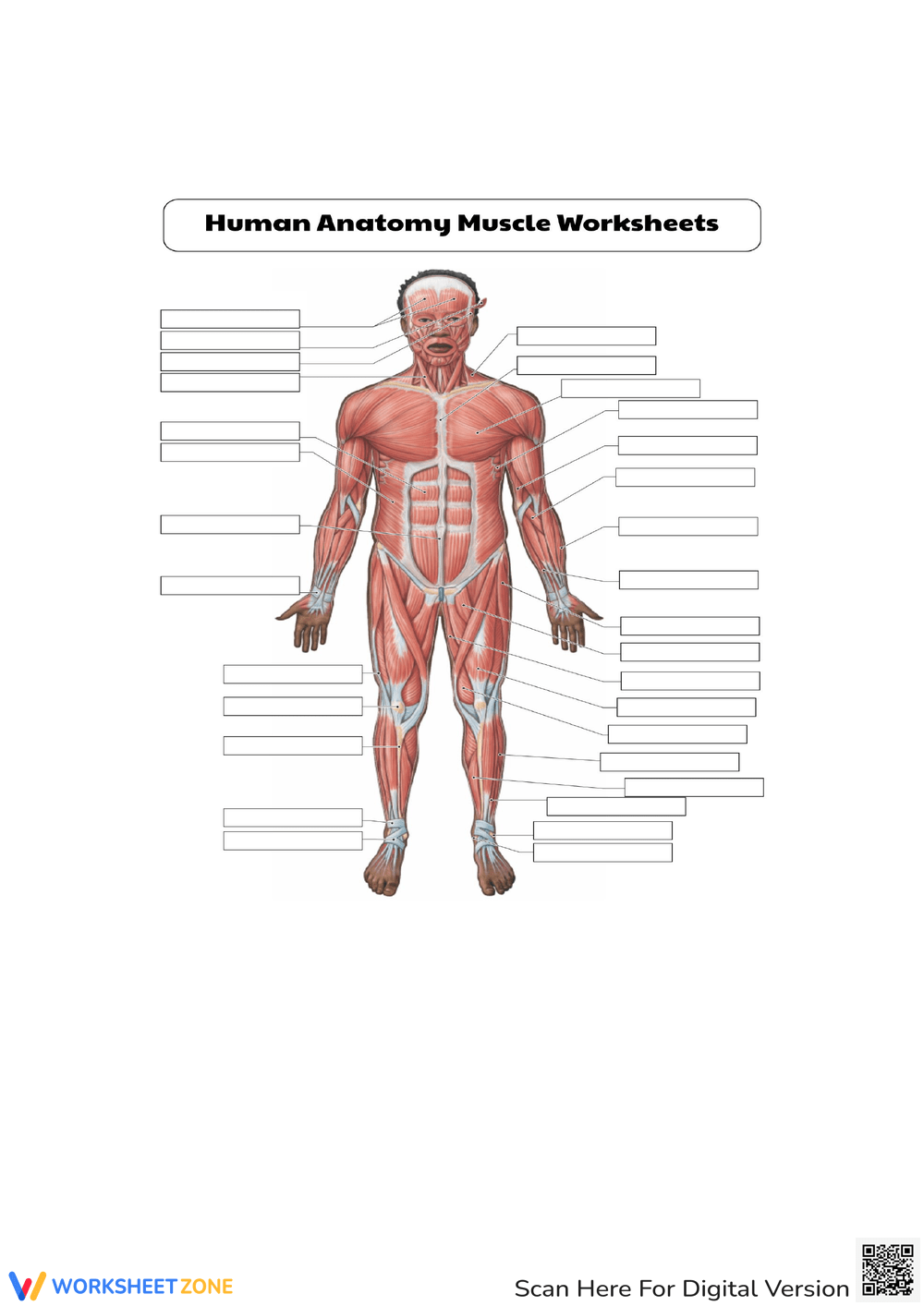 Free Printable Worksheet On Muscular System WorksheetZone 