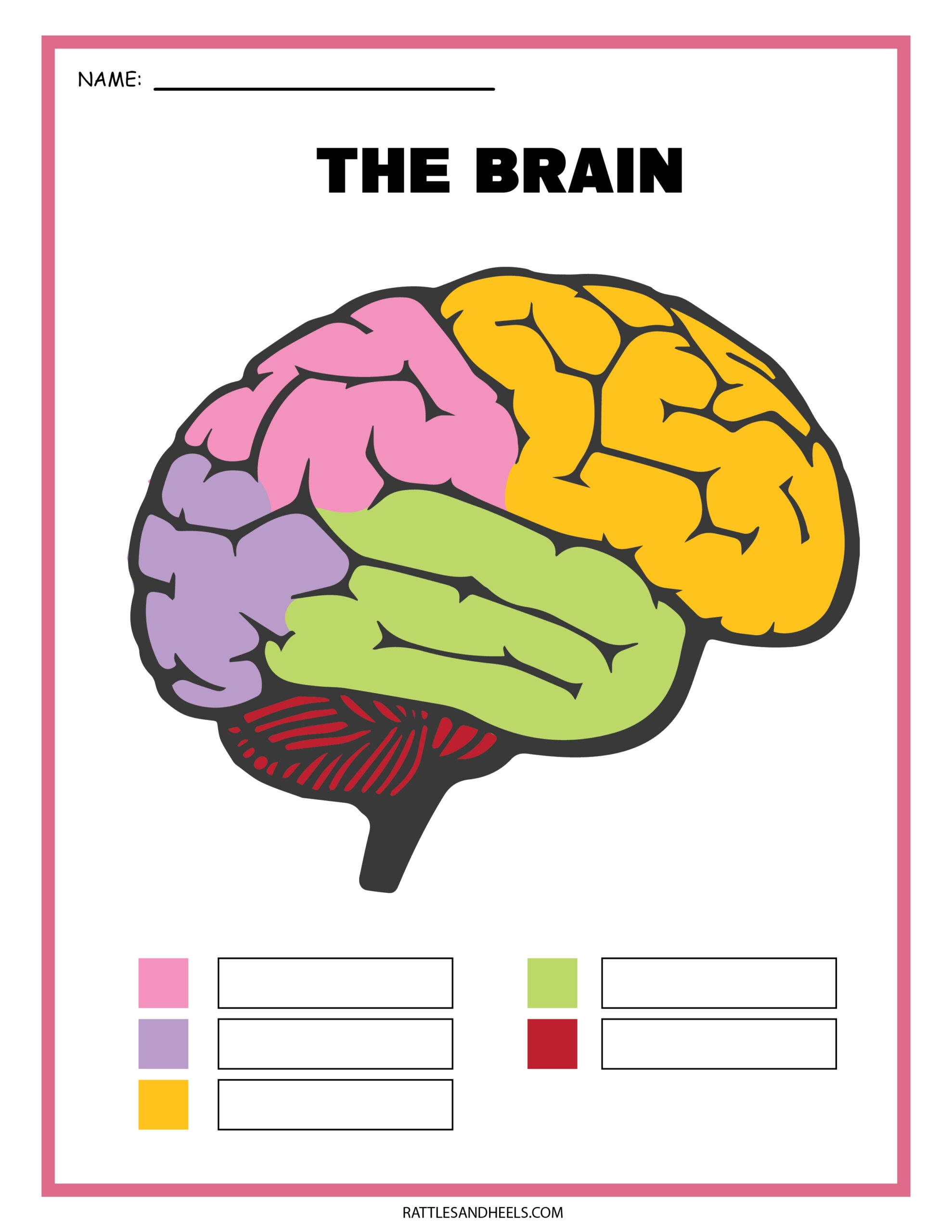 Free Printable Science Worksheet Human Brain