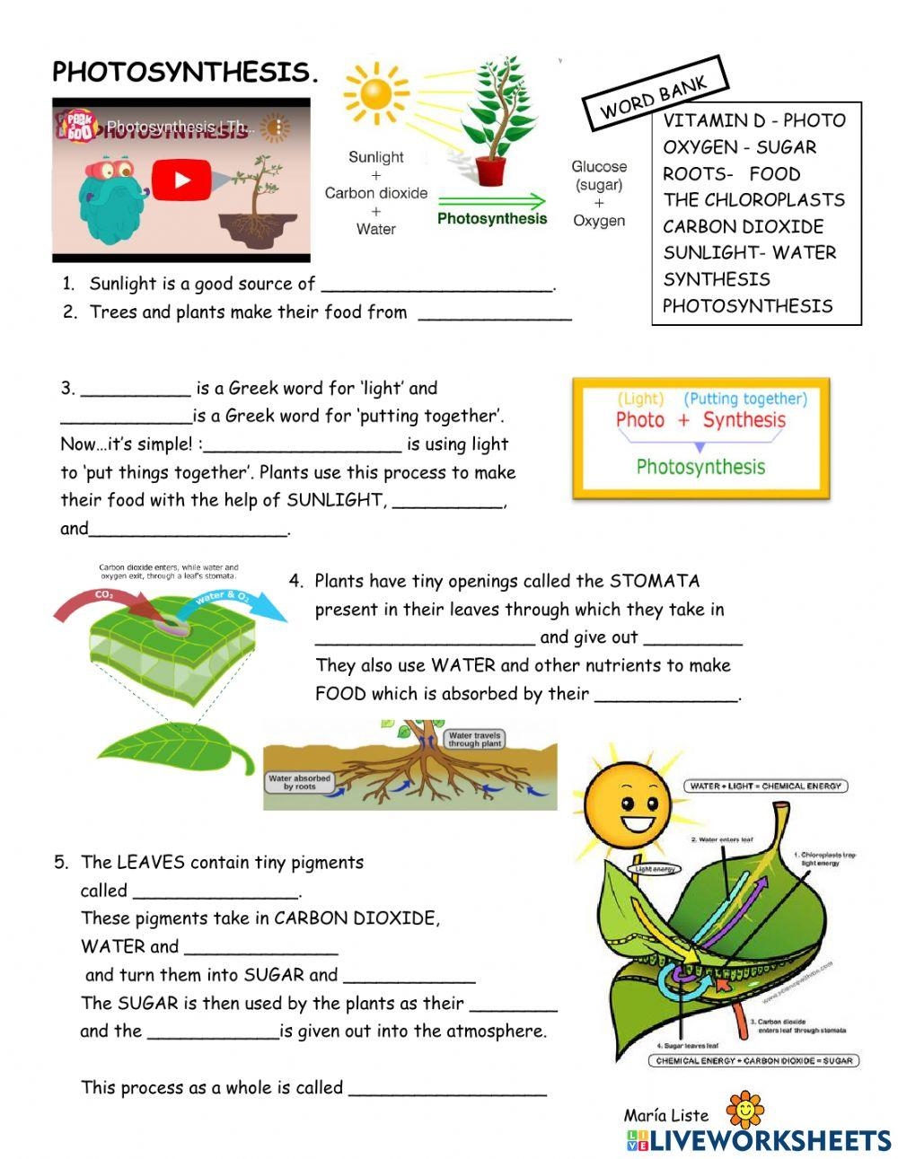 Free Worksheet On Photosynthesis Download Free Worksheet On Photosynthesis Png Images Free Worksheets On Clipart Library