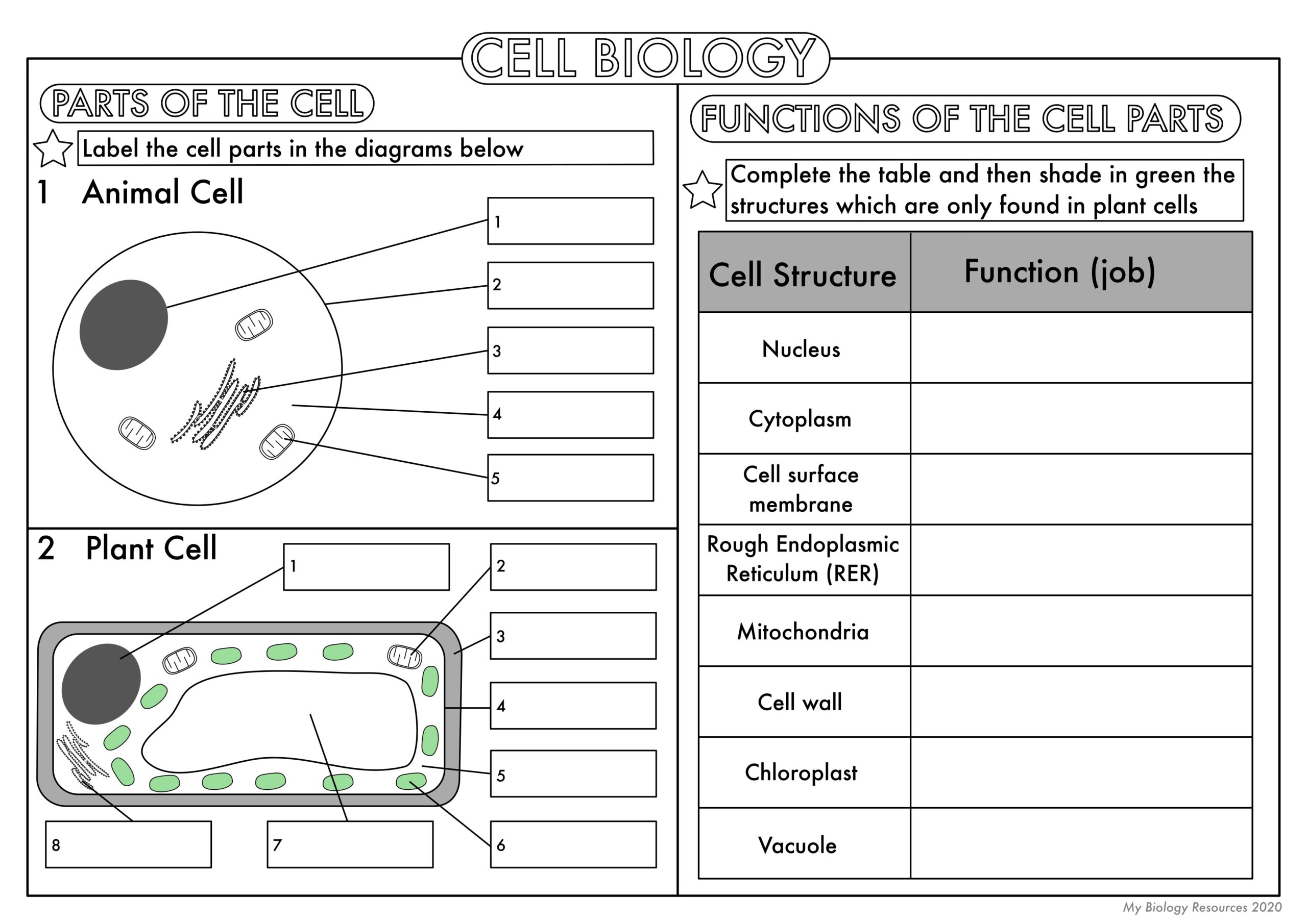 Free Printable Worksheets For Biology