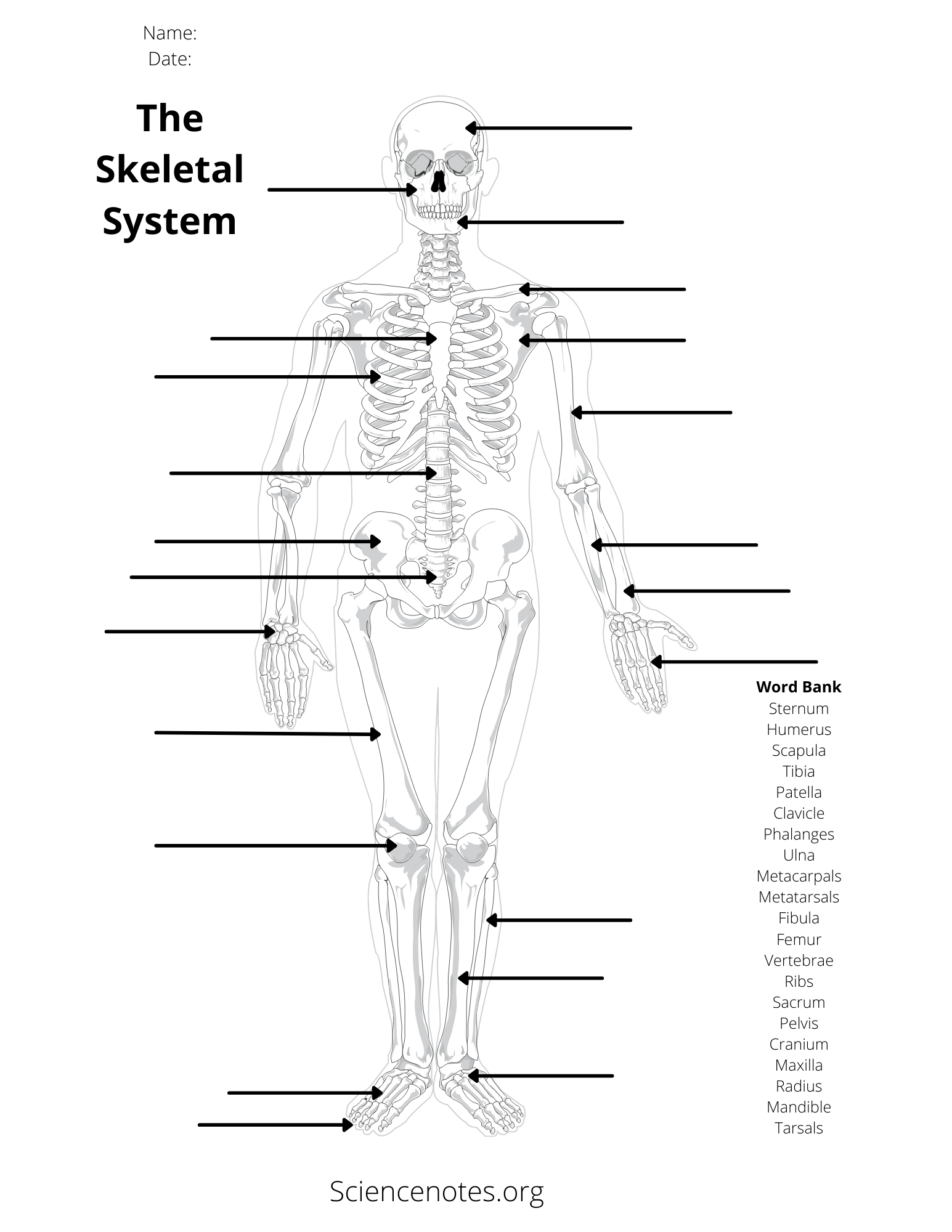 Free Printable Blank Anatomical Terms Worksheets