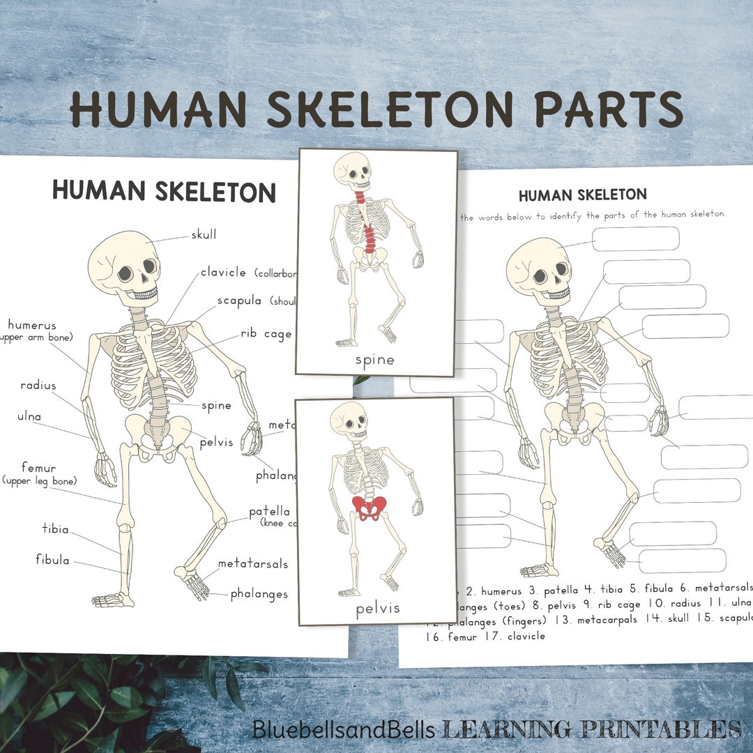 Human Skeleton Parts Cards Poster Labeling Worksheet And Coloring Page Kindergarten And Elementary School Anatomy Printable Etsy Hong Kong Human Skeleton Parts Cards Poster Labeling Worksheet And Coloring Page Kindergarten And Elementary School Anatomy Printable Etsy Hong Kong