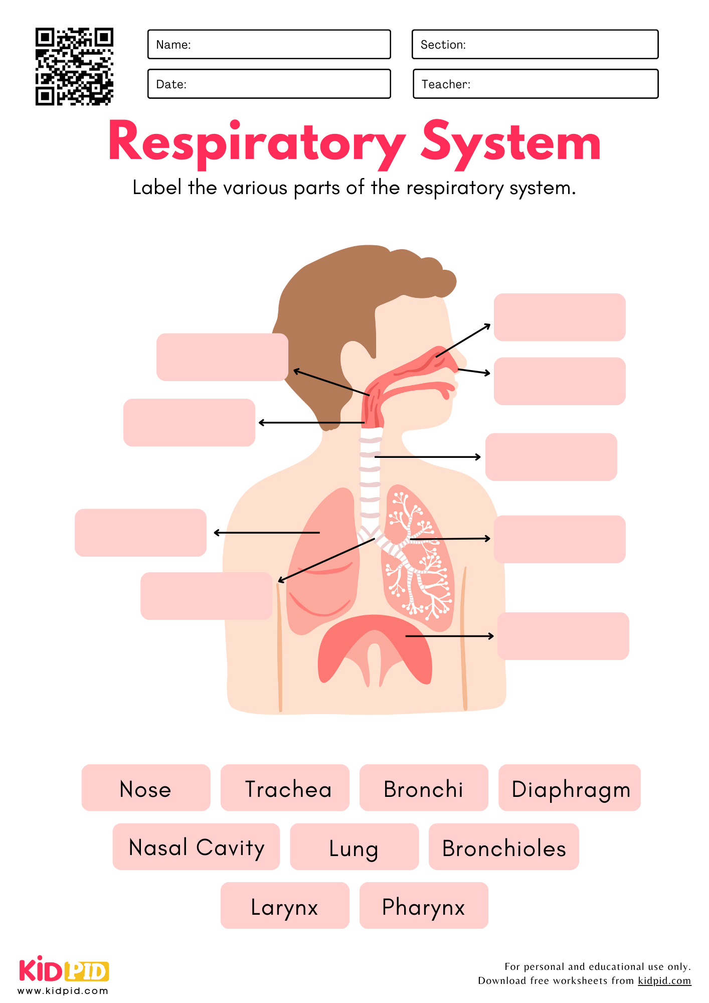 Label Respiratory System Worksheet Kidpid
