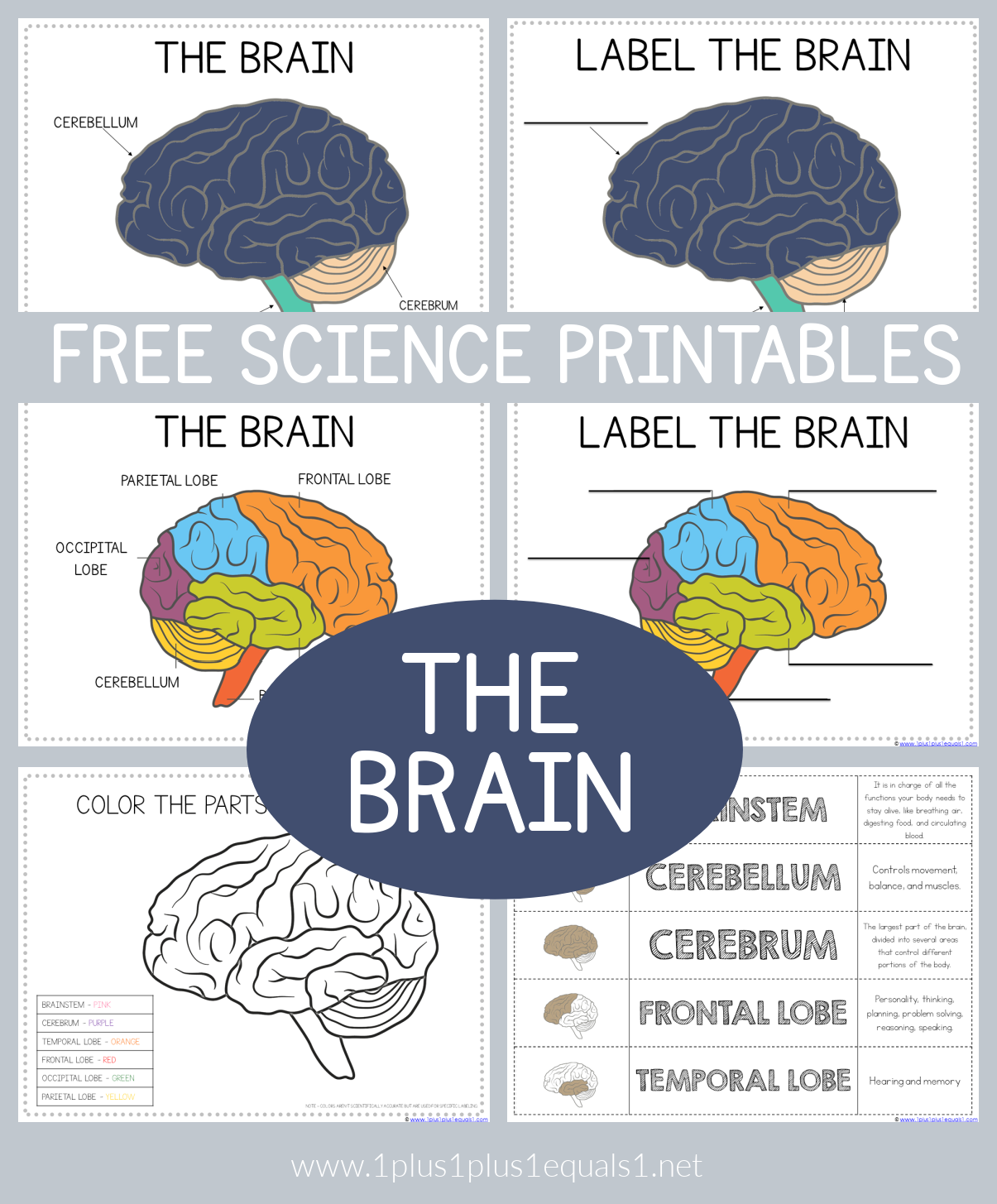 Life Science Printables Parts Of The Brain Worksheets 1 1 1u003d1