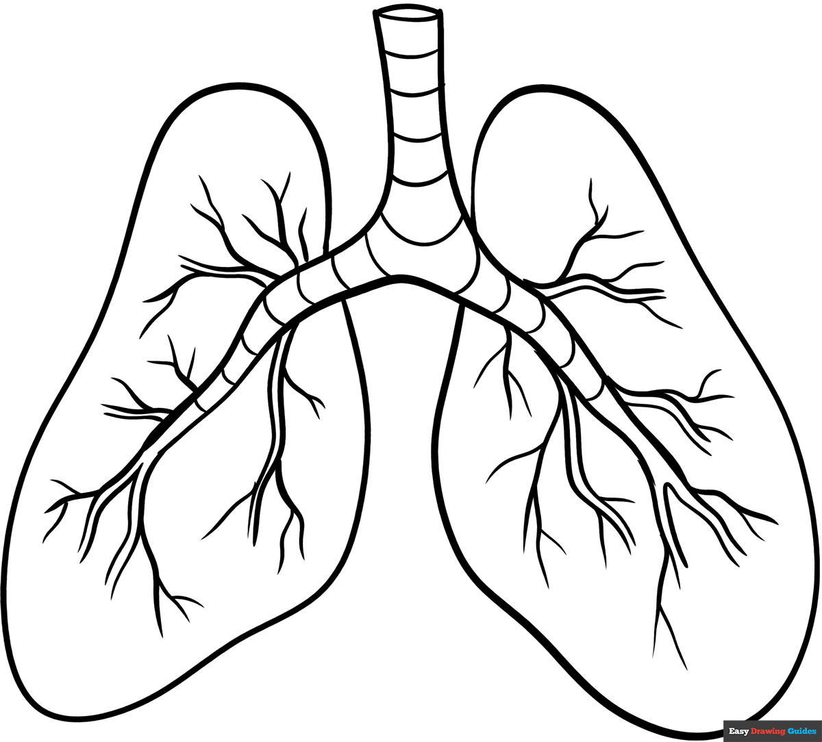 Lungs Coloring Page Easy Drawing Guides