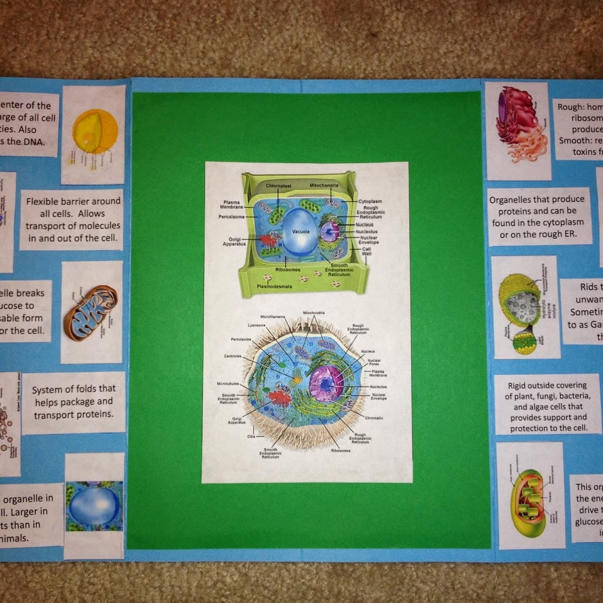 Making A Lapbook For Plant And Animal Cells WeHaveKids