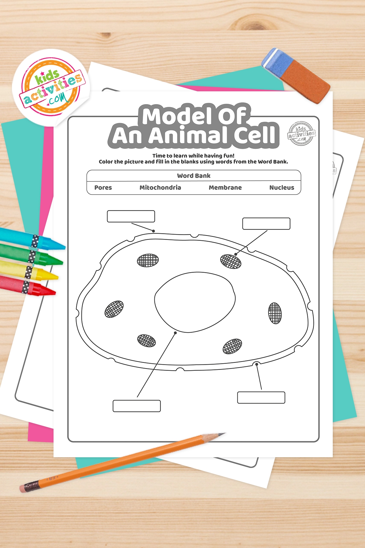 Model Of An Animal Cell Coloring Pages Kids Activities Blog