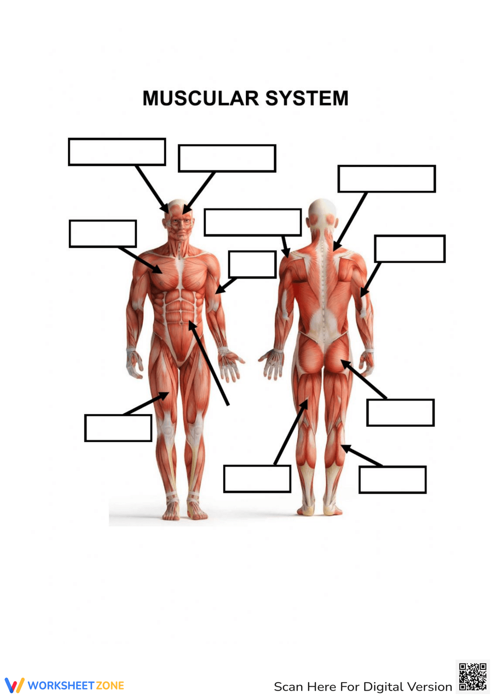 Muscular System Worksheets 2025