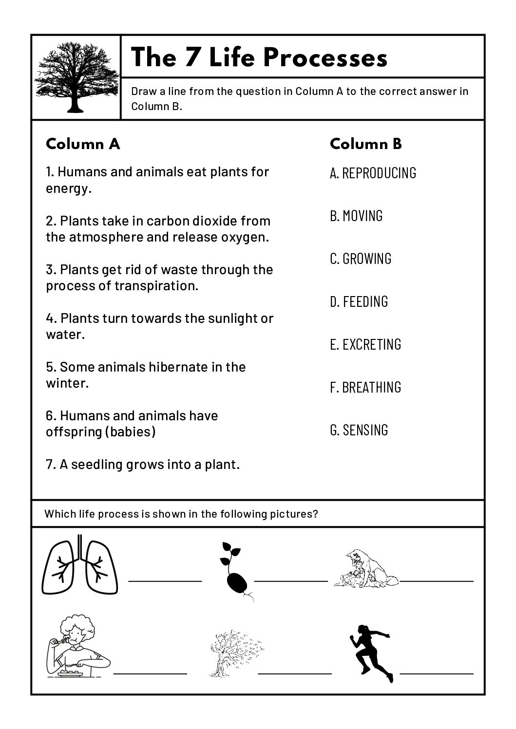 Natural Sciences U0026 Technology Grade 4 Worksheets Teacha Worksheets Library