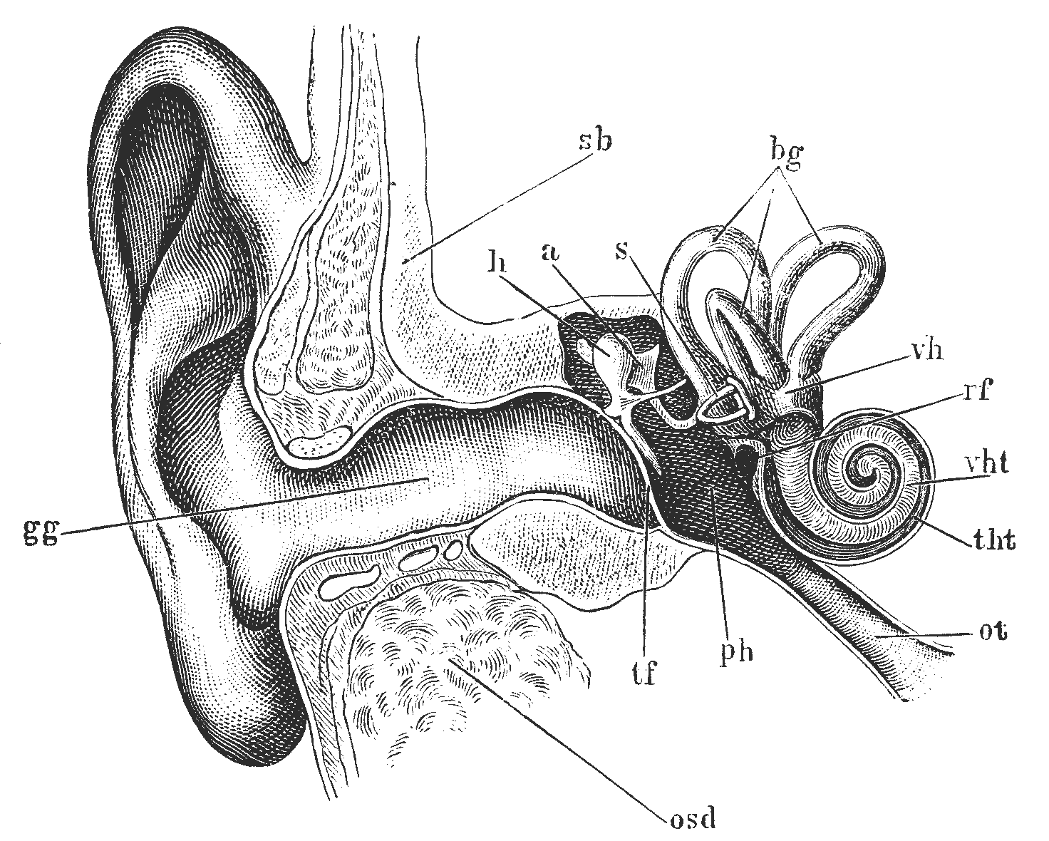 Online Hearing Test U0026 Audiogram Printout
