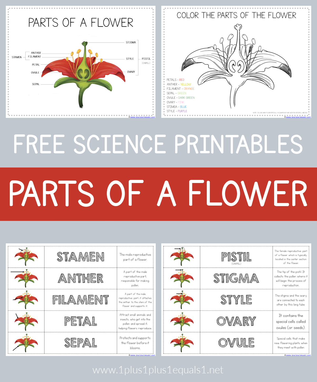 Free Printable Worksheets On Plant Parts