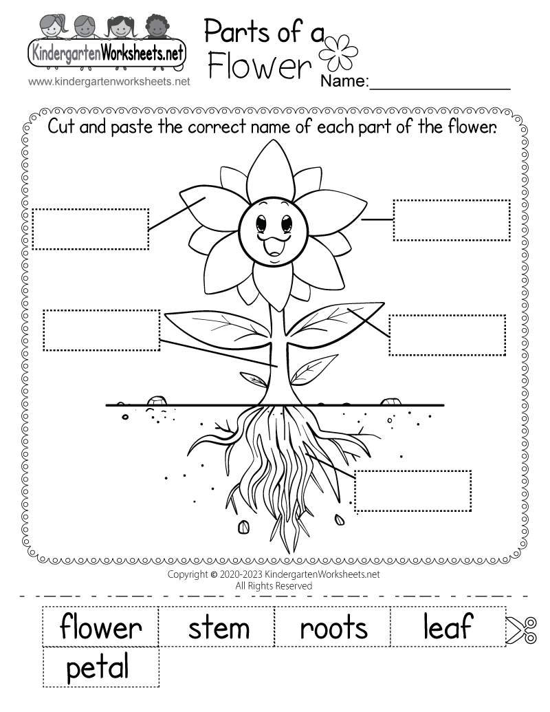 Parts Of A Flower Worksheet Free Printable Digital U0026 PDF