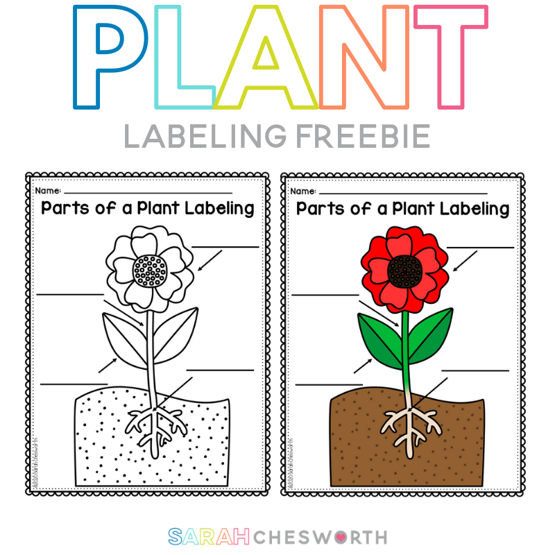 Parts Of A Plant Labeling Worksheet Sarah Chesworth