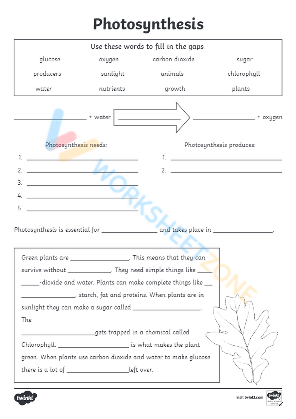 Photosynthesis Worksheets 2025