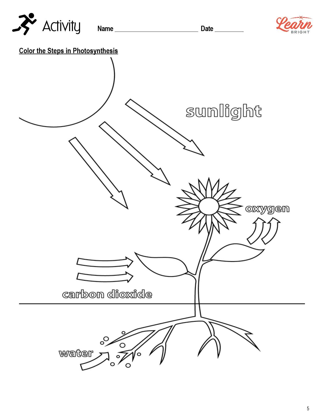 Photosynthesis Worksheets Library