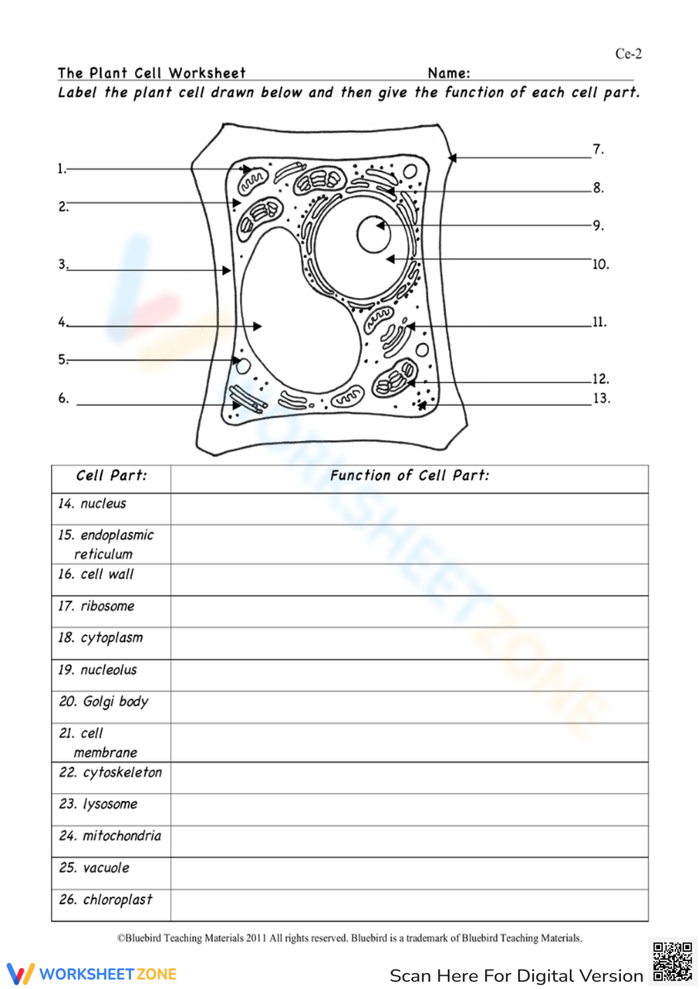 Plant Cells Worksheets 2025