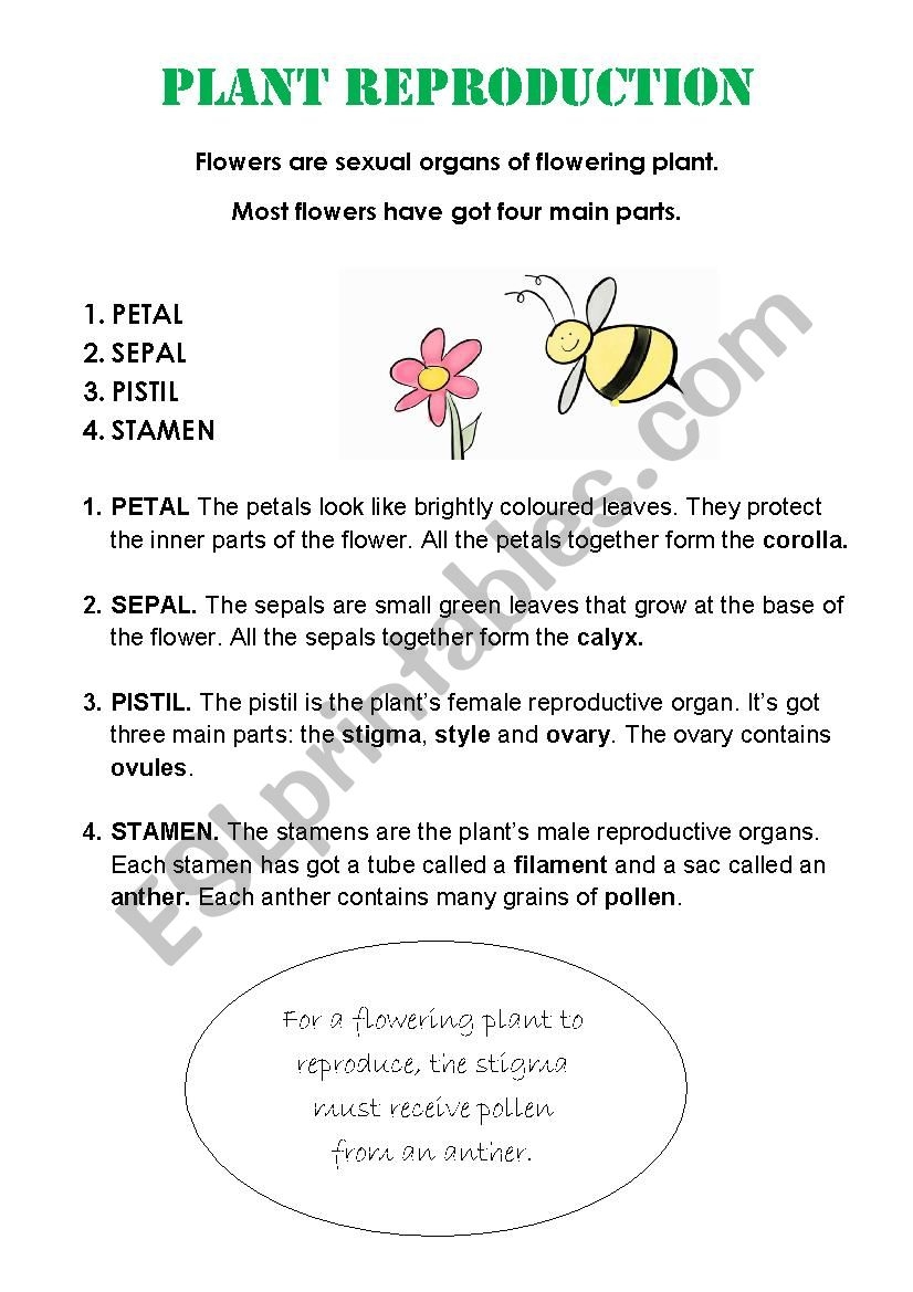 PLANTS REPRODUCTION ESL Worksheet By Belybla PLANTS REPRODUCTION ESL Worksheet By Belybla