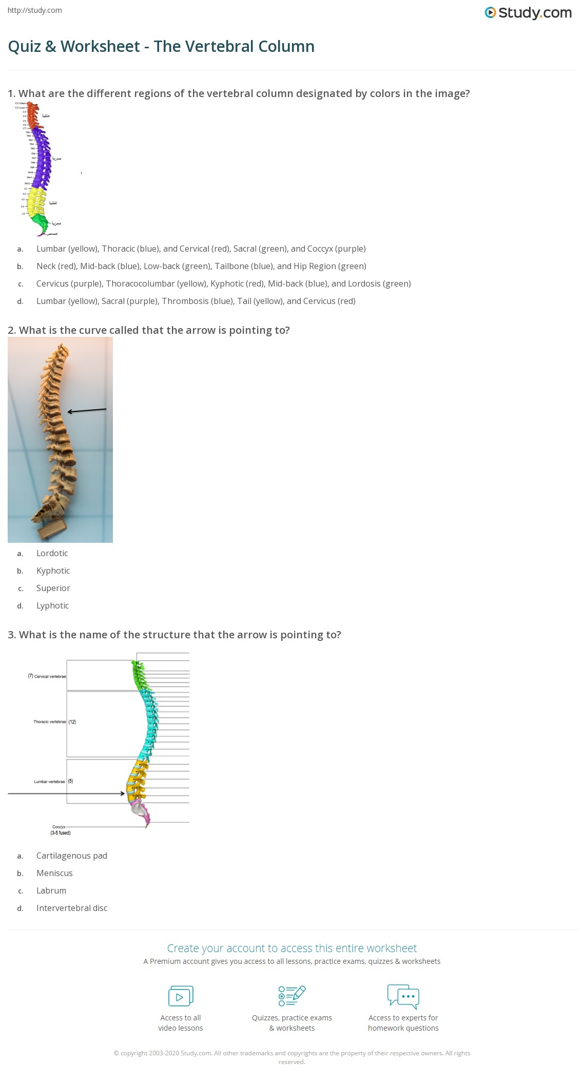 Free Printable Vertebrae Worksheets